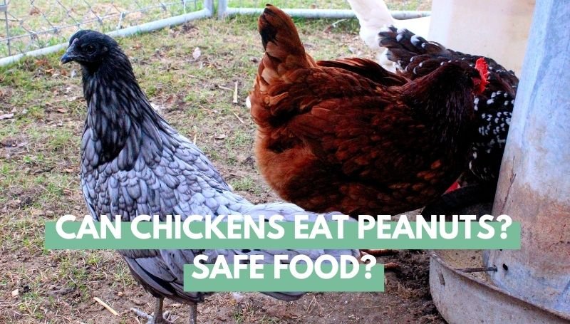 can chickens eat peanuts