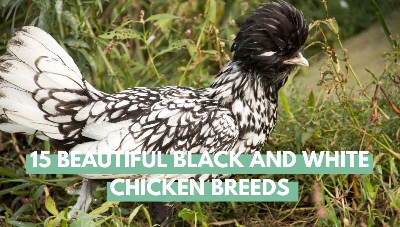 Black and White Chicken breeds