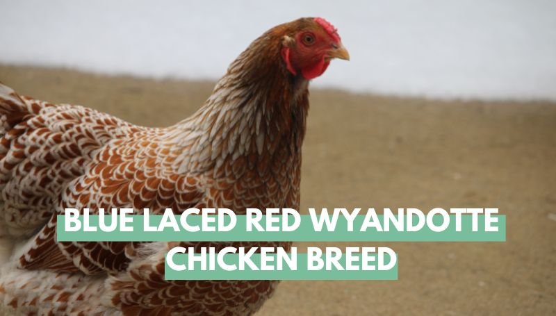Blue Laced Red Wyandotte Chicken