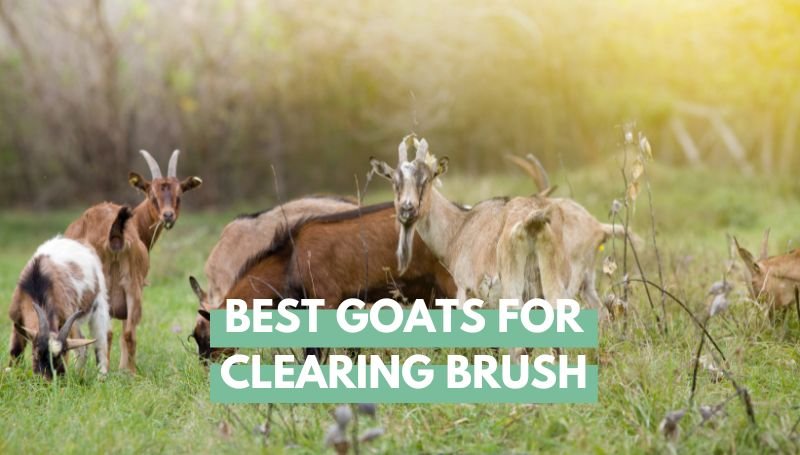 best goats for clearing brush