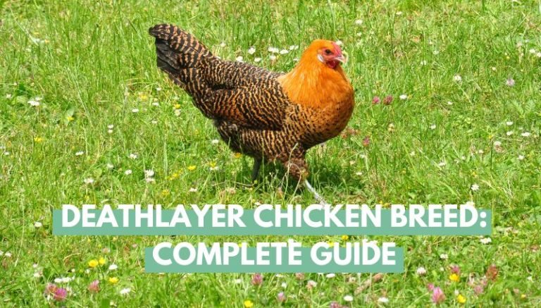deathlayer chicken breed
