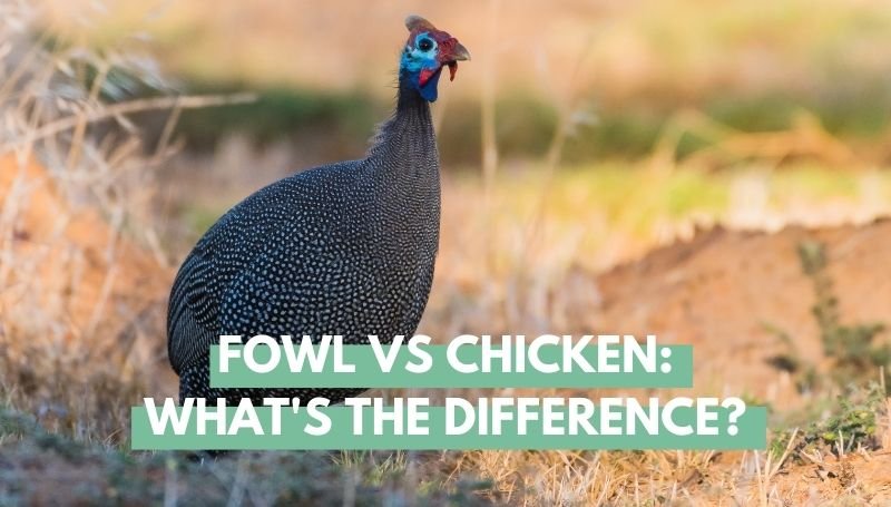 fowl vs chicken