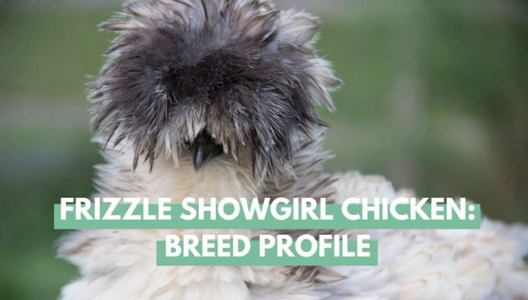 Frizzle showgirl chicken