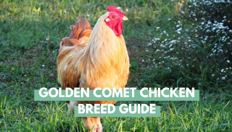 golden comet chicken breed