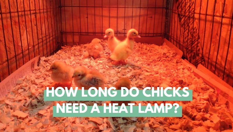 how long do chicks need heat lamp