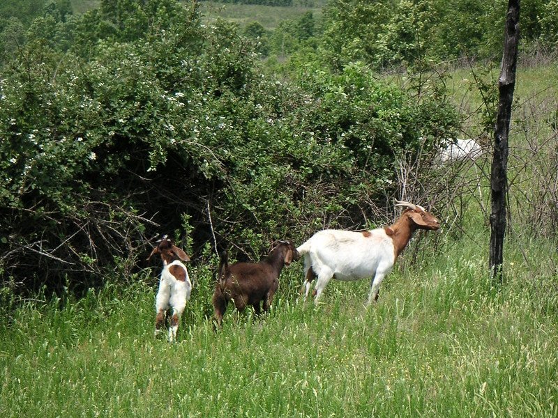 goats in brush