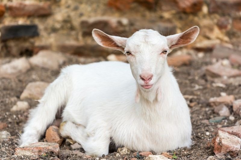 hybrid goat