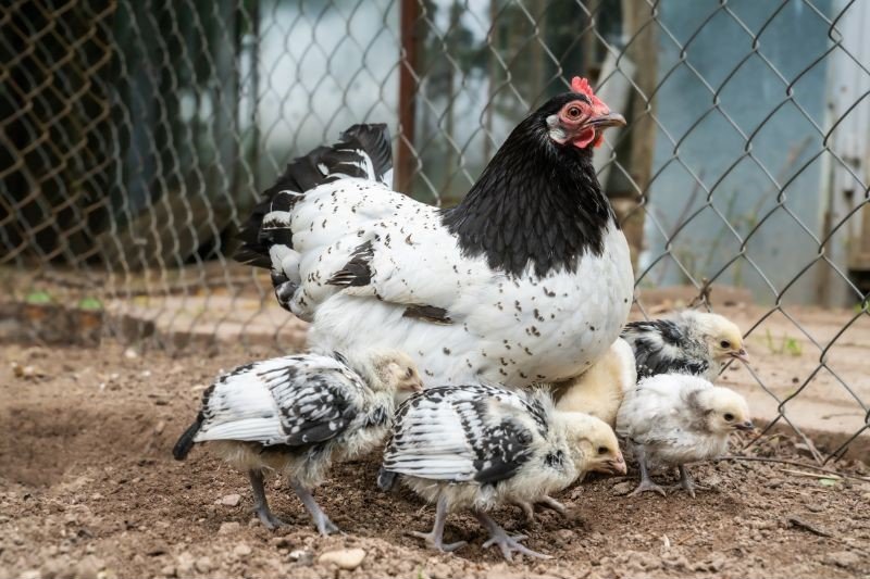 lakenvelder hen with chicks in a farm yard