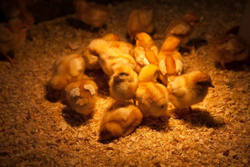one week old chicks huddle under the heat lamp