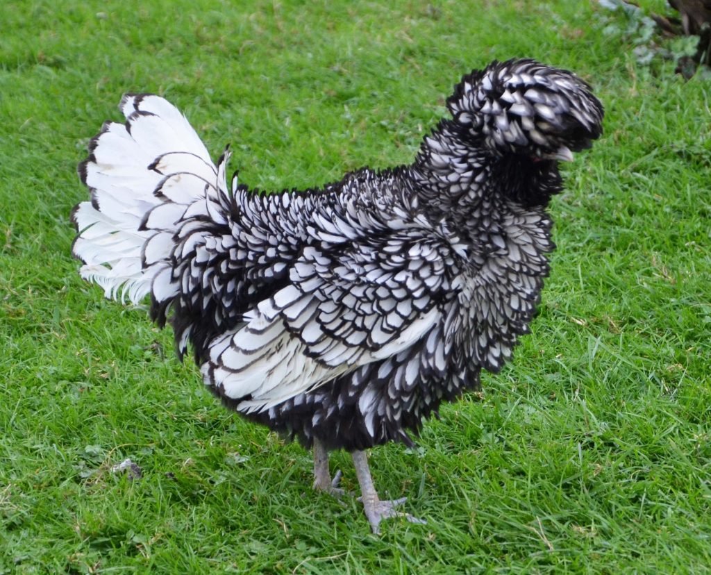 silver laced polish chicken