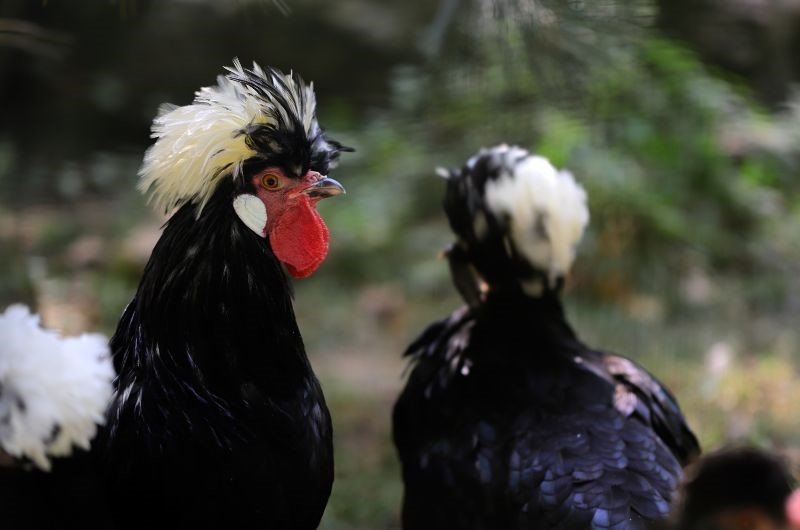 white crested black polish rooster