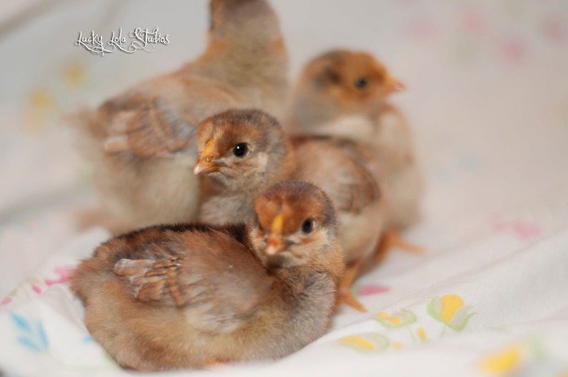 wyandotte chicks