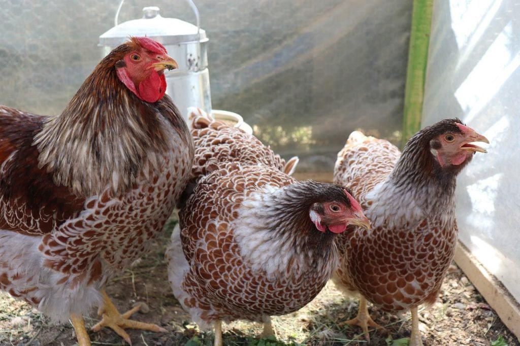 three hens of wyandotte