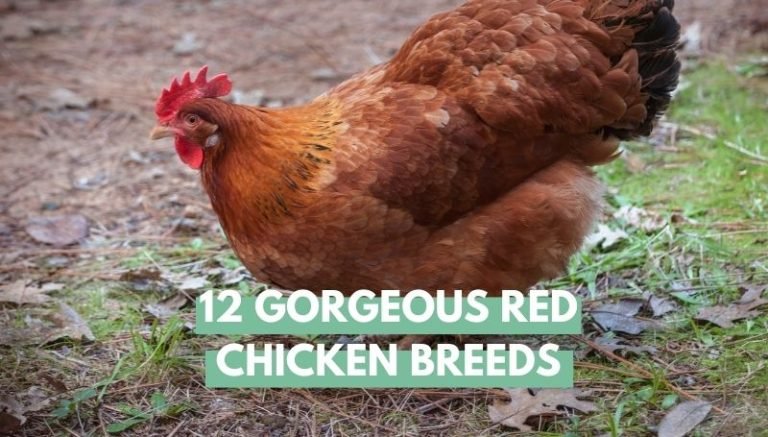 red chicken breeds