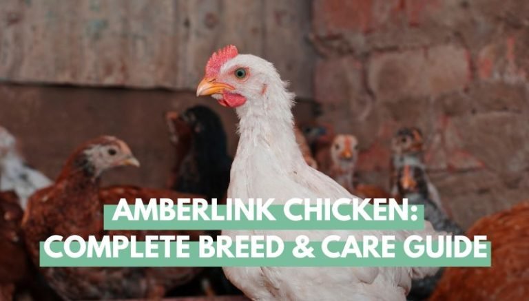 amberlink chicken breed