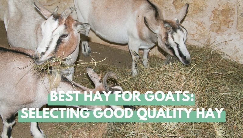 best hay for goats