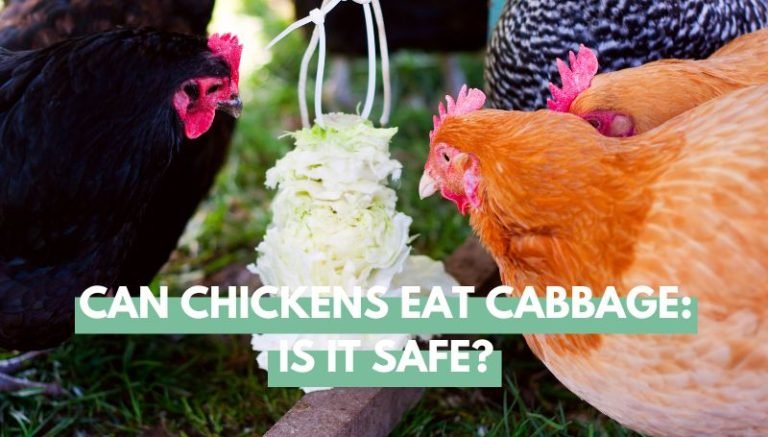 Can Chickens eat cabbage
