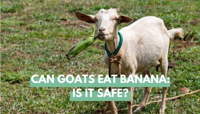 can goats eat banana