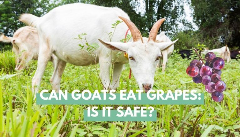 Goats eating grapes