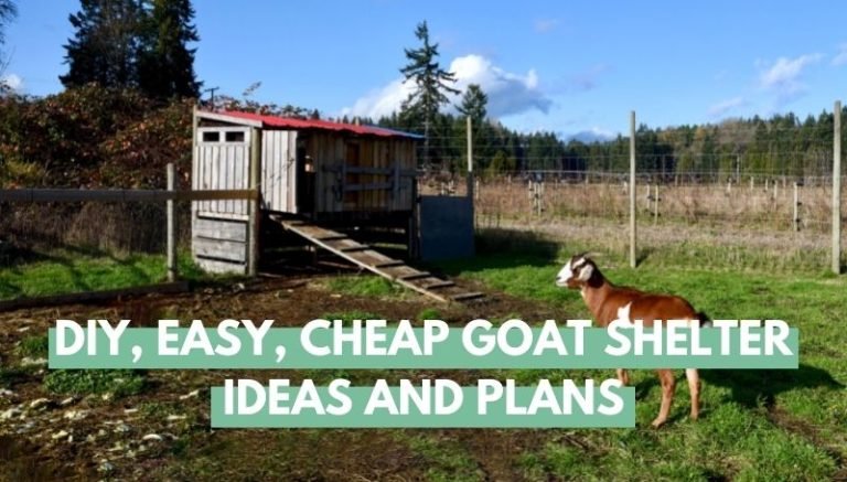 DIY goat shelter ideas and plans