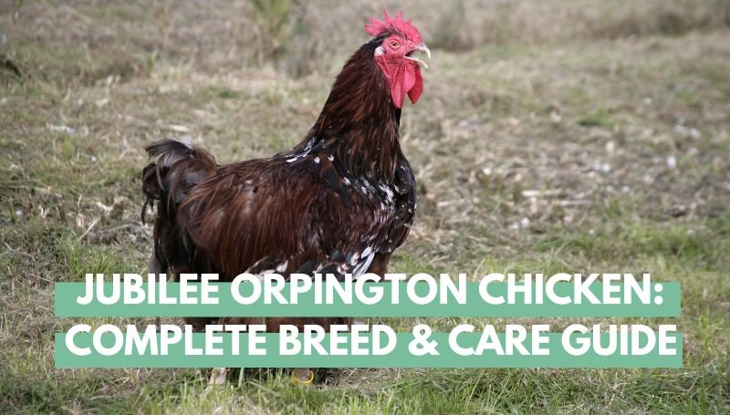 Jubilee Orpington Chickens Complete Breed