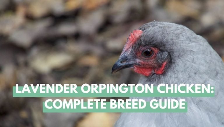 Lavender Orpington Chicken Breed