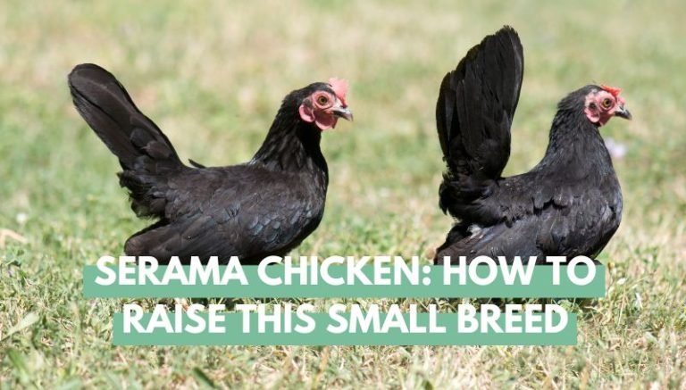 Serama Chicken Breed