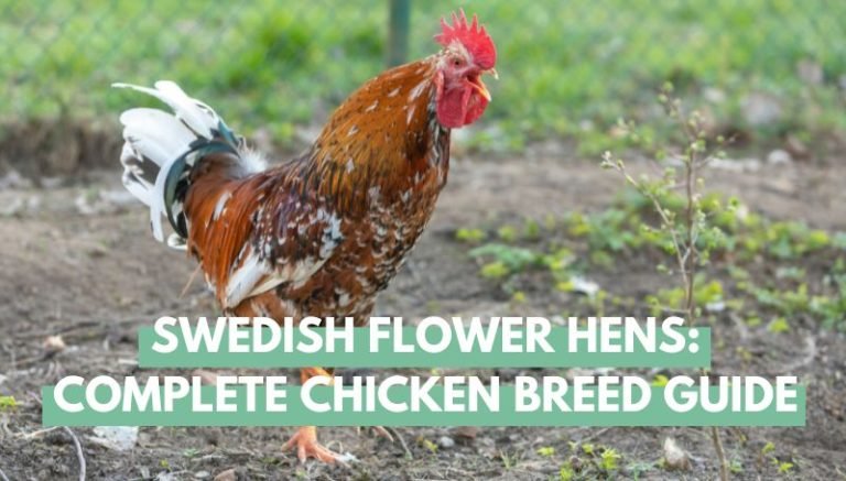 Swedish flower hens breed