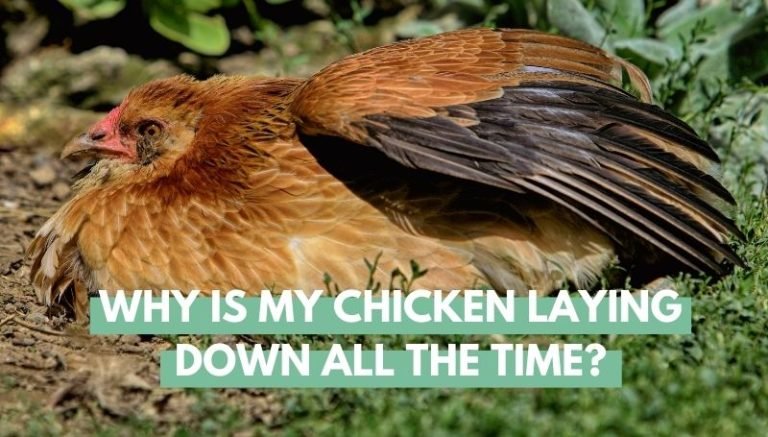 Chicken Laying down
