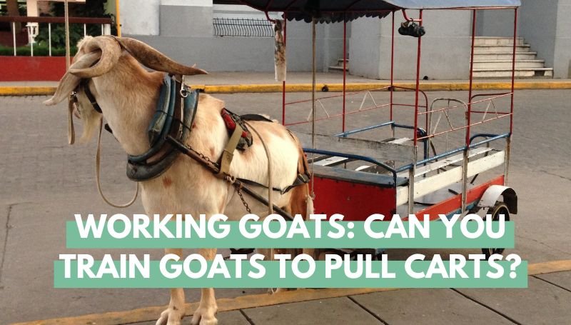 Goat pulling cart
