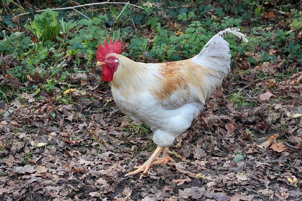 amberlink chicken rooster