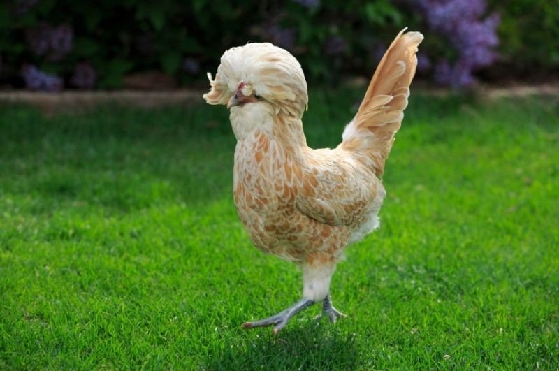 buff laced polish chicken