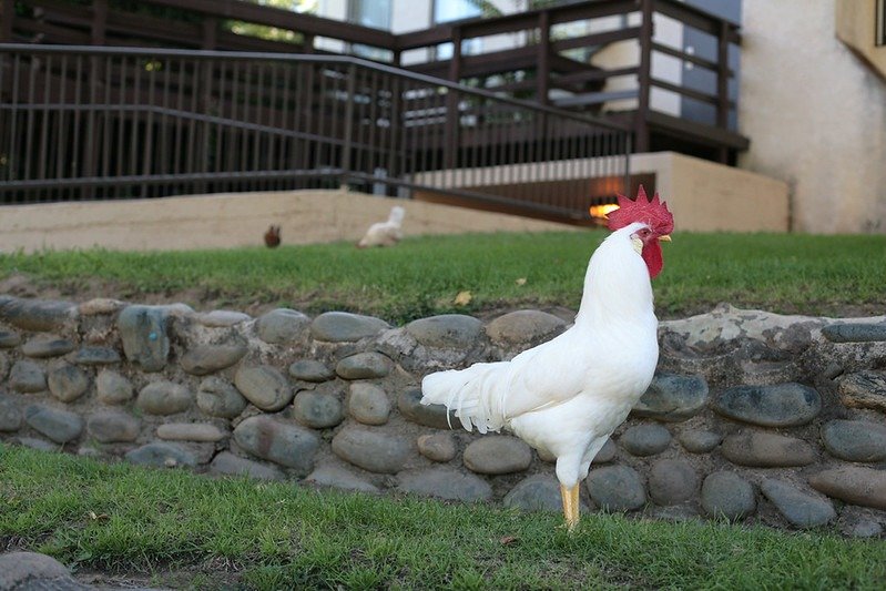 california white chicken cockerel