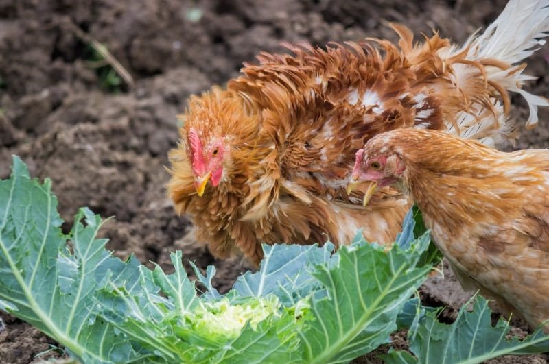 chickens eat cabbage