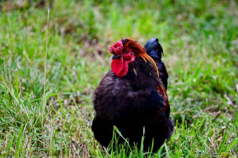 derbyshire redcap chicken