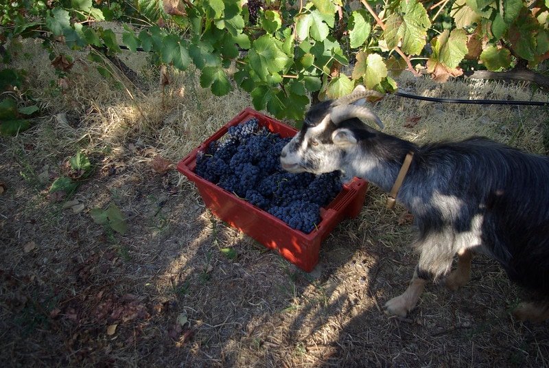 goat eating grapes