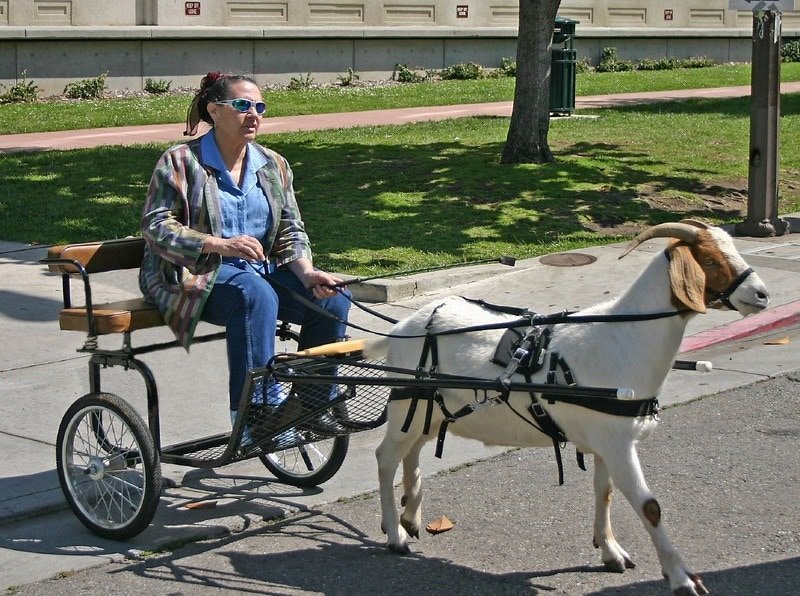 goat pulling a cart with woman