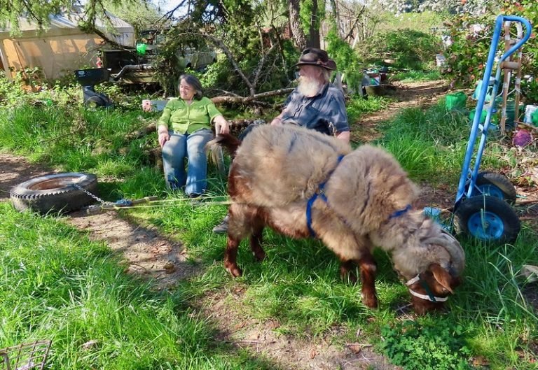 Working Goats: Can You Train Goats To Pull Carts