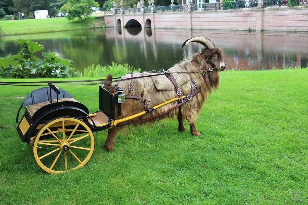 goat wagon