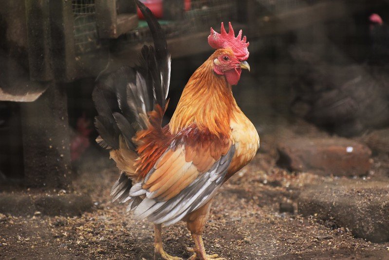 gold serama rooster