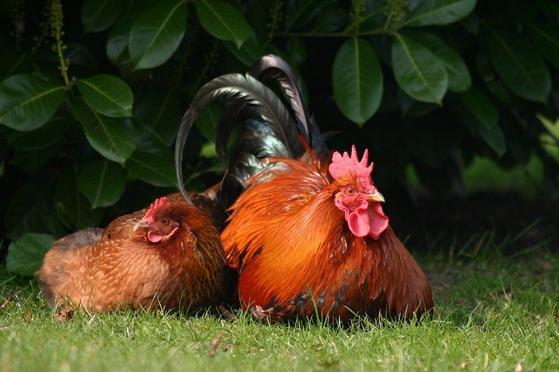 hen and rooster laying in the sun