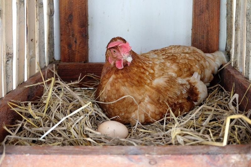 hen with eggs on the hay