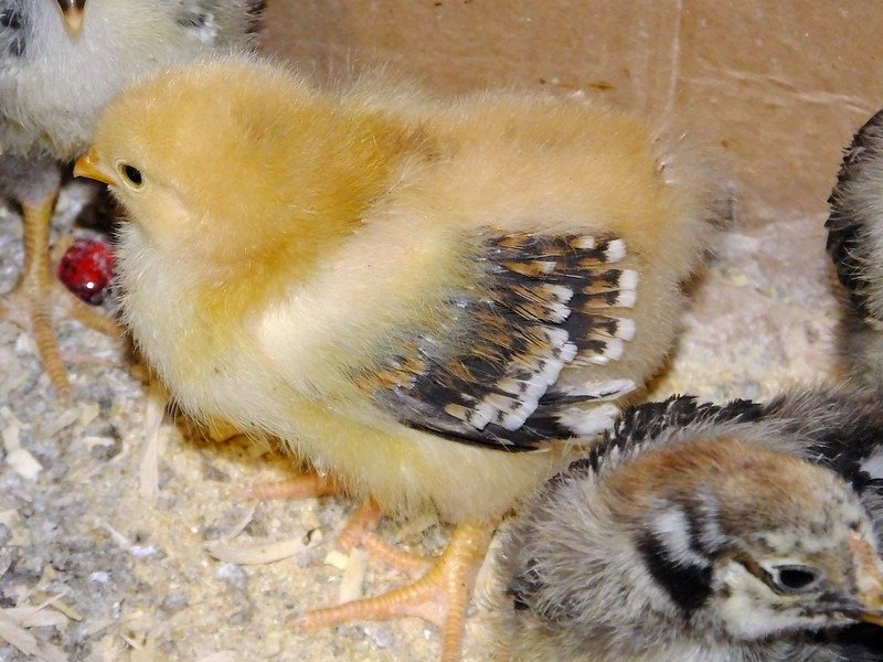 jubilee orpington chick 14 day old