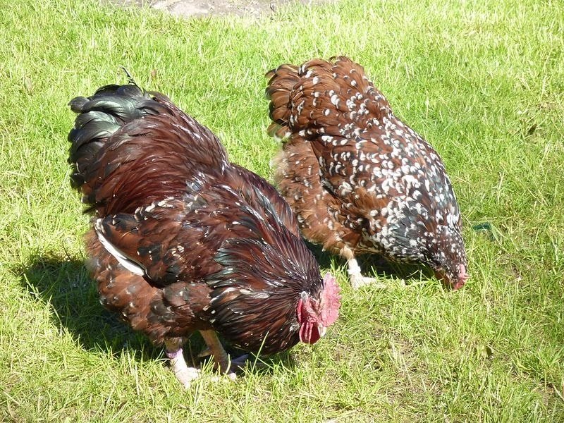 jubilee orpington chickens cockerel and pullet