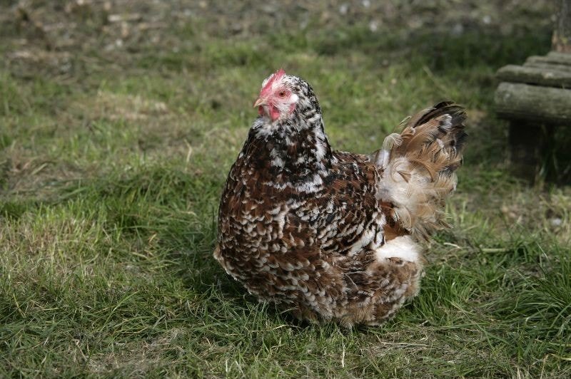 jubilee orpington chickens hen
