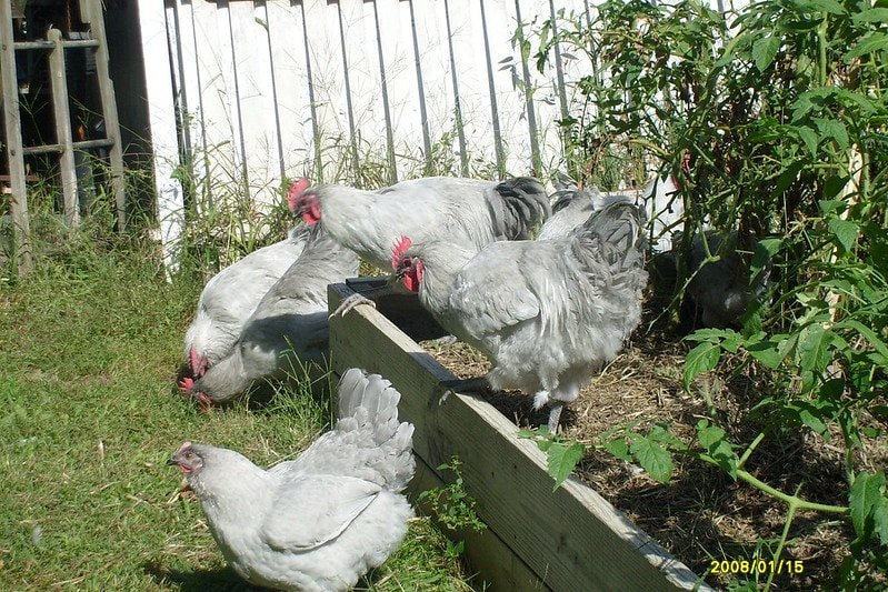lavender orpington chicken flock