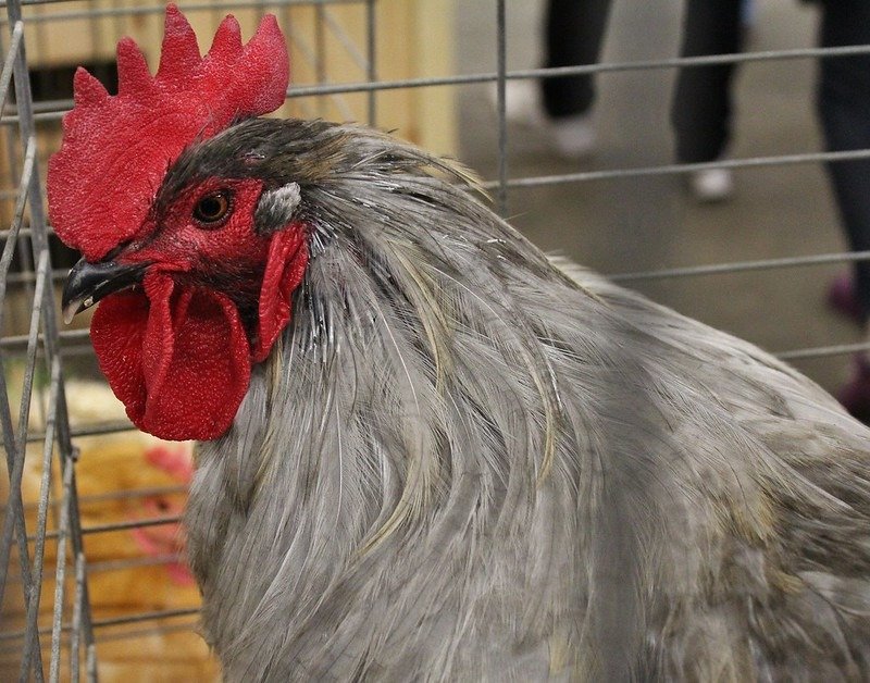 lavender orpington rooster