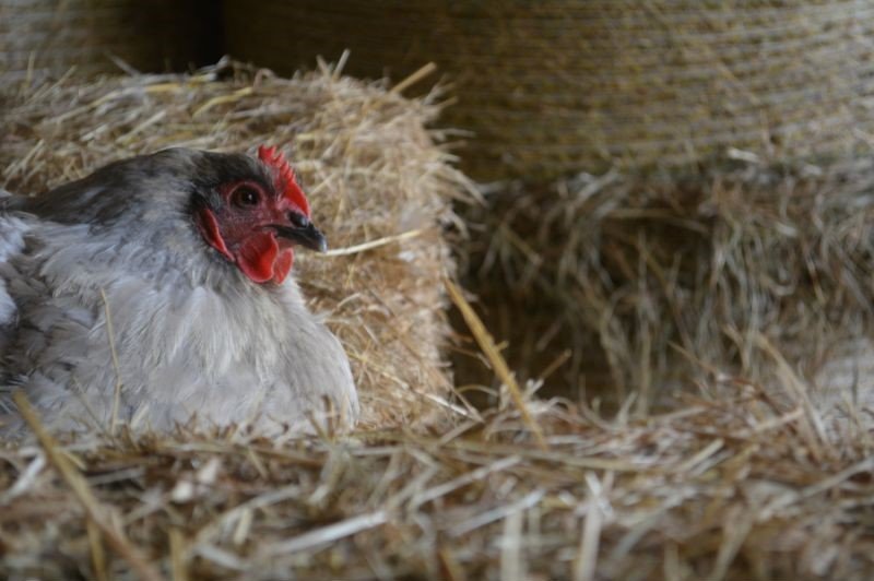 lavender orpington hen in the hay