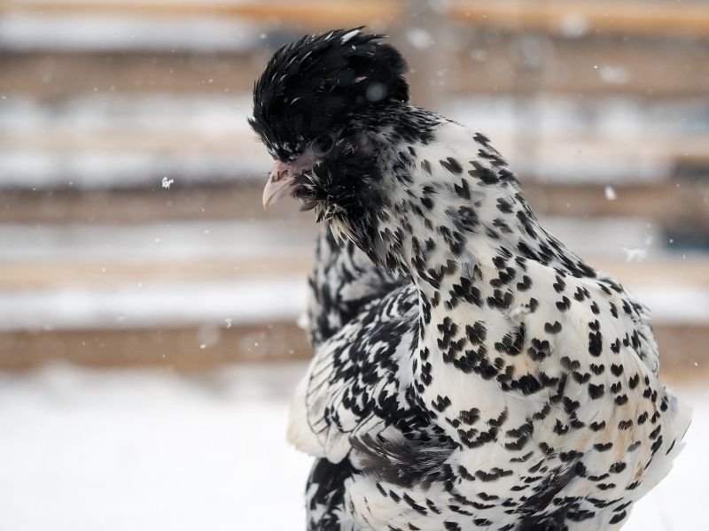 pavlovskaya chicken in winter