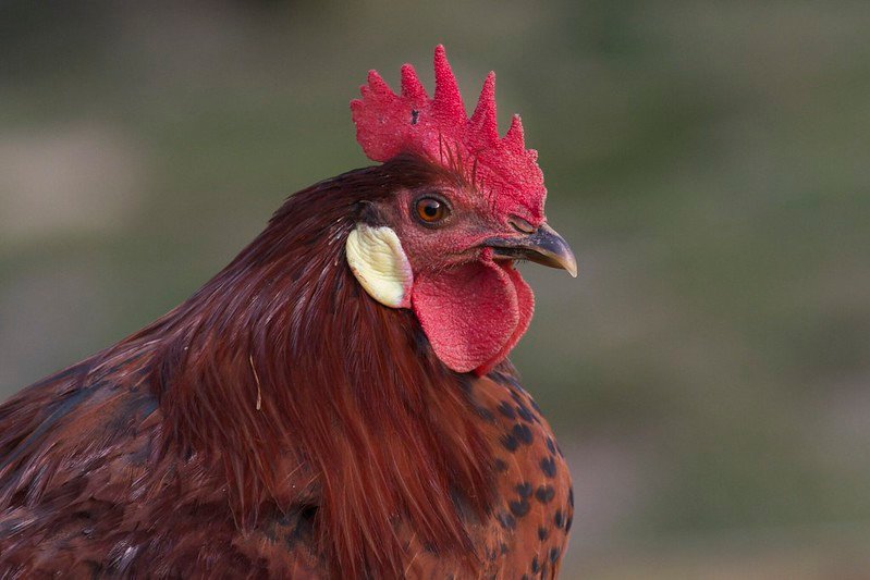 red leghorn cockerel
